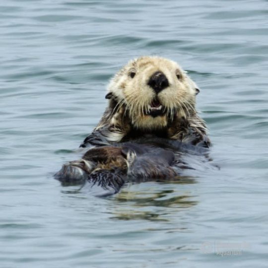 sea otter on Tumblr