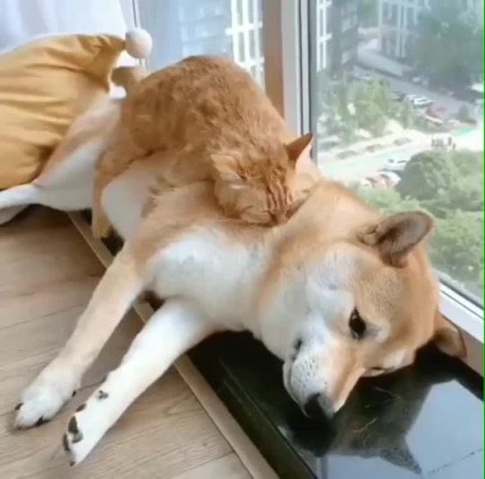 somecutething: Dogs make a good bed 😂😂 