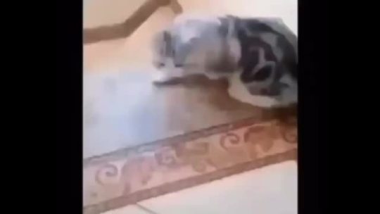 tygermama: cyanophobia1:  thecutestcatever:  toastycursedcats:   Taking a tumble down your tumblr dash (sound on)   Poor baby!!! Someone save them!!   t-the noise- Icantbreath  omg, I die 