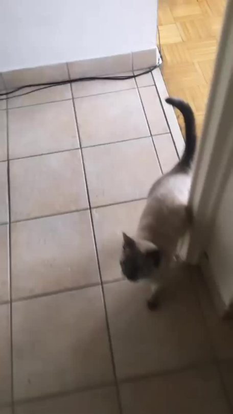 thecutestcatever: dadthinksdoctorwhoisacrimeseries:   animeadult:  look at this extremely chaotic video my fiancé took of our cat   My cat got very concerned   SAME  
