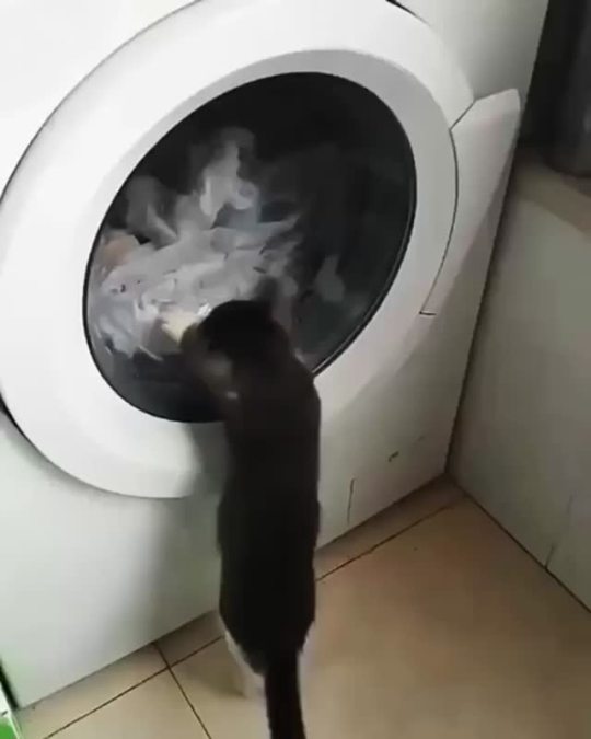 Sex everythingfox:Kitty vs washing machine pictures