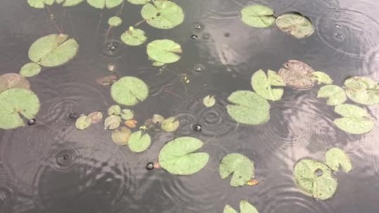 littlelarajean:Rain on the pond.