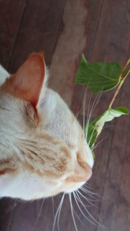 straycatj:きのうのつづきで…きょうはマタタビのはっぱをもらいましたContinuing yesterday… I get leaves of the silver vine today 