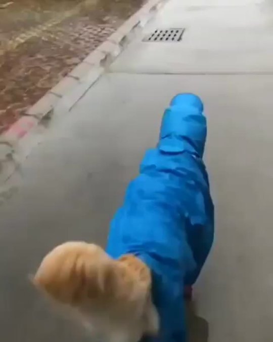 He has a raincoat! 😭
