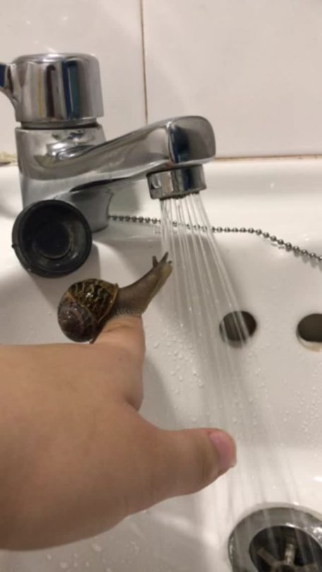 retroject:I found a lovely snail at work who was dried out so I let him have a shower and he seemed to enjoy it!! 🐌🚿