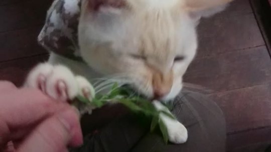 straycatj:Jさんは…チヂミザサも好みます。  Mr. J likes to have the wavy leaf basket grass 