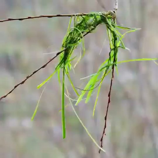 A weaver bird building up its nest. Source