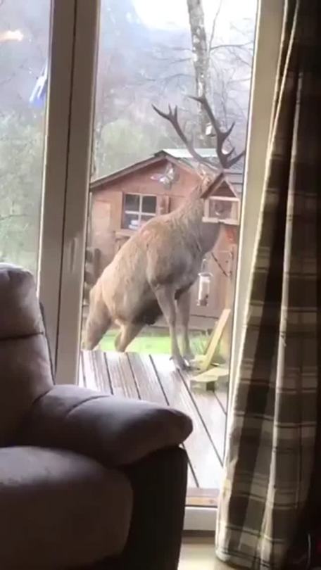 somecutething:Eating out of the bird feeder 😂😂