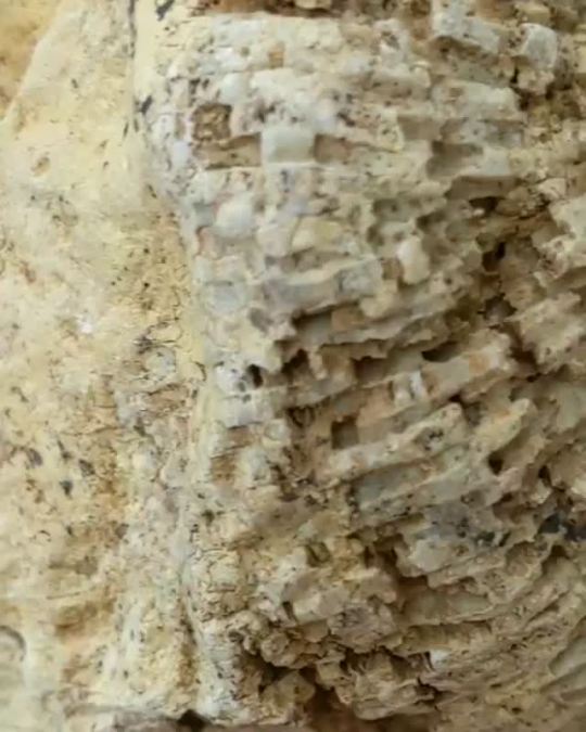 winonalakefossils Here's a nice chunk of #coral from #winonalake #indiana