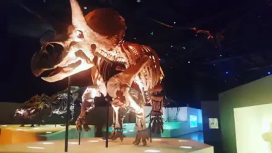jurassicjames65 #FossilFriday Ladies and Gentlemen... I give you a 360 degree look at the world's most complete...