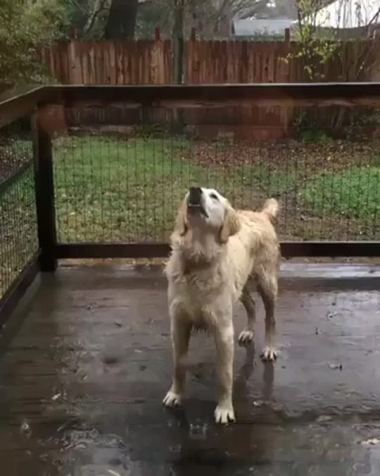 somecutething:Dog doing his best to drink the rainwater 