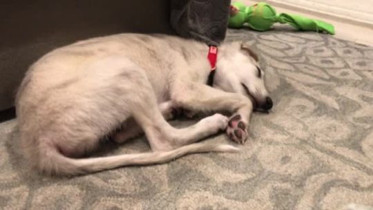 intriga-hounds:bazzle talking in his sleep 🥰 The ears! 😍