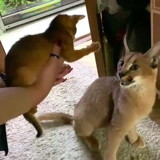Caracal kitten meets older sibling.