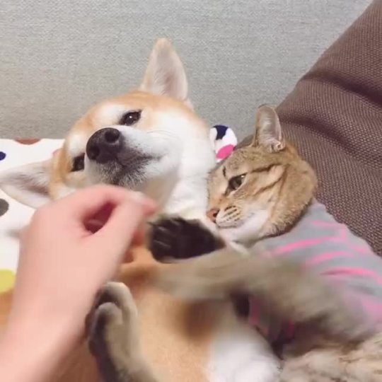 “Don’t touch my dog!” (via halu4809)