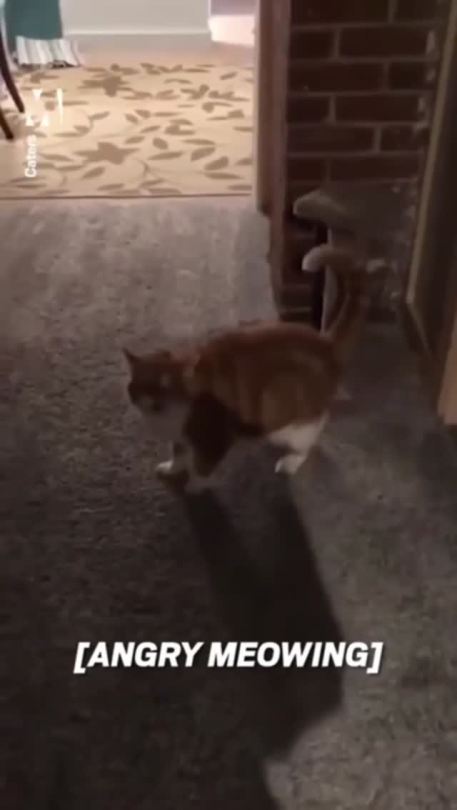 Angry kitty defends house from realtor
