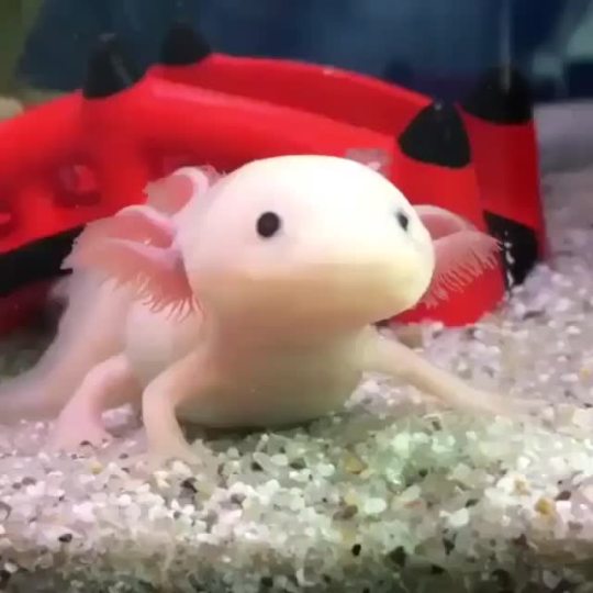 axolotl pop figure