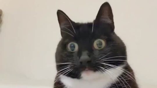 “You seeing this shit?!”