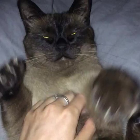 CUDDDLES!!!! (via cola_thecat)