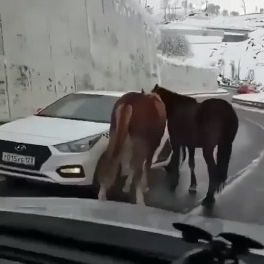 horse-is-a-horse-of-course:sunnyaxe:somecutething:Idk why these horses are in the street, but GIVE THEM ATTENTION! Ma'am, those are drug dealers.they’re dealing serotonin and i want some
