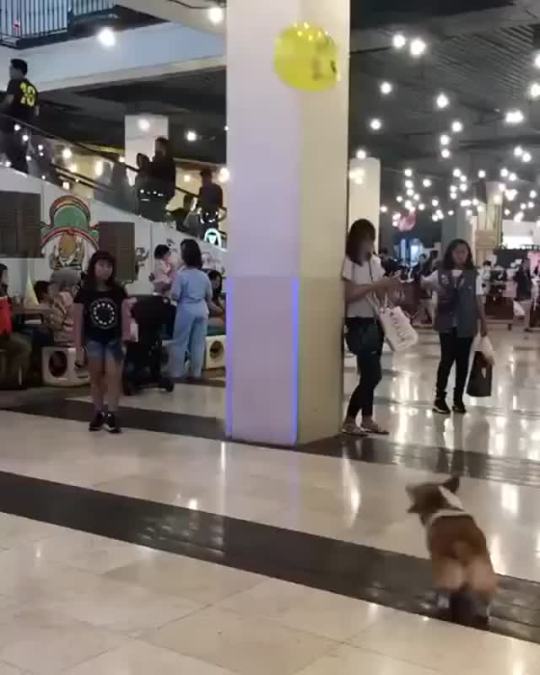 I love how every human there just gently ensures the doggo can keep playing. <3