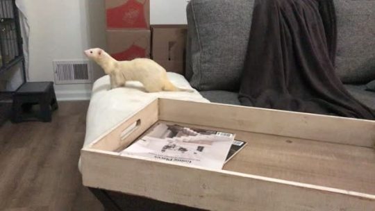 I bought this extremely soft mat for the ferrets, and it blew Kit’s mind.