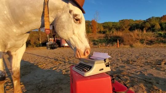 neodadaslut:busterkeatonholic:Hank the equine journalist what will he report 