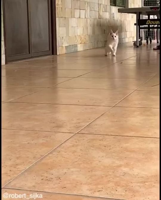 He tryin’