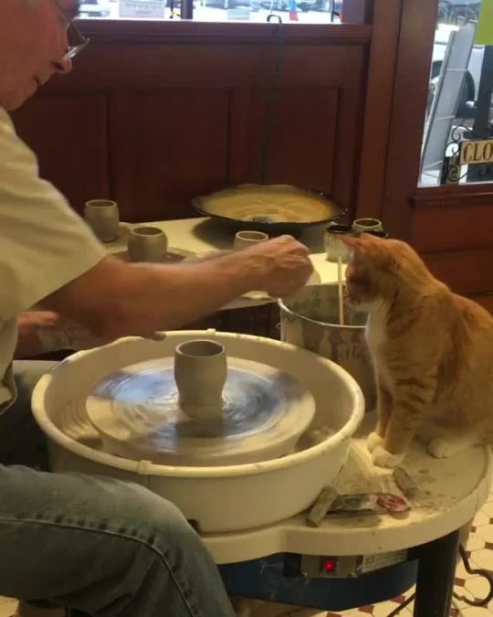Pawttery (via thegatheringinrogers)
