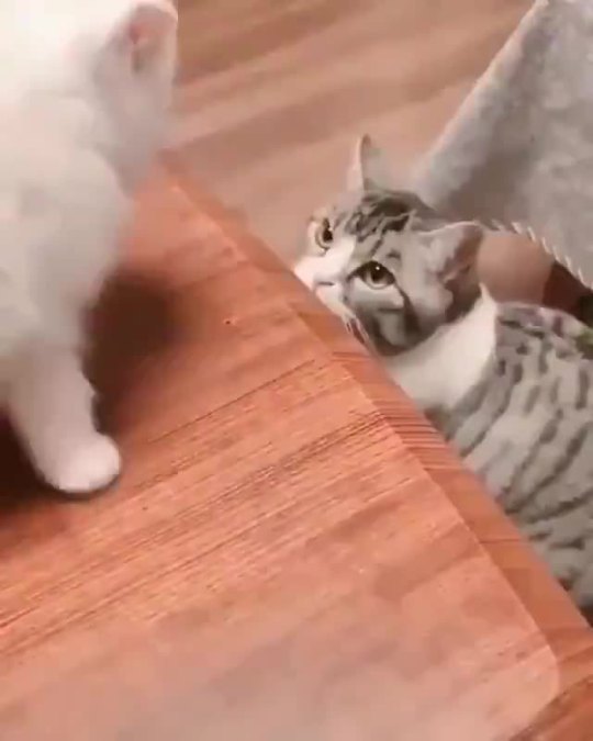a good momma