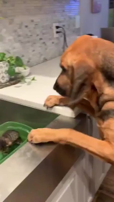 Dog gently pets kitten.