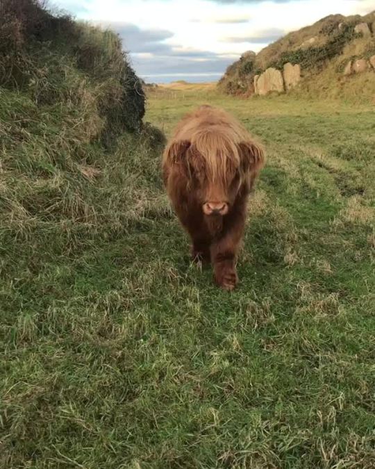 myhighlandfold on ig