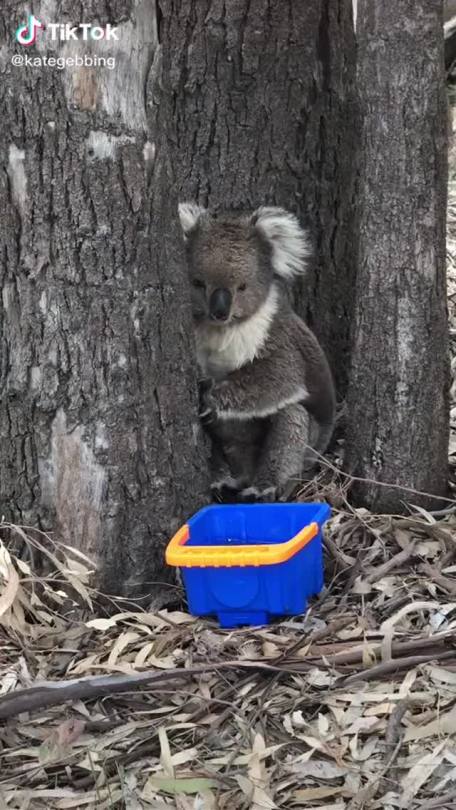 Helping The Koalas In Australlia Tumbex