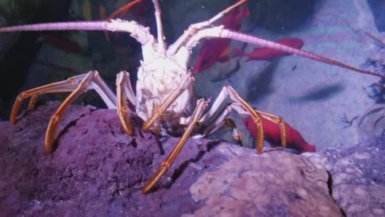 Sex operativesurprise:marinebioblr:Spiny lobster pictures