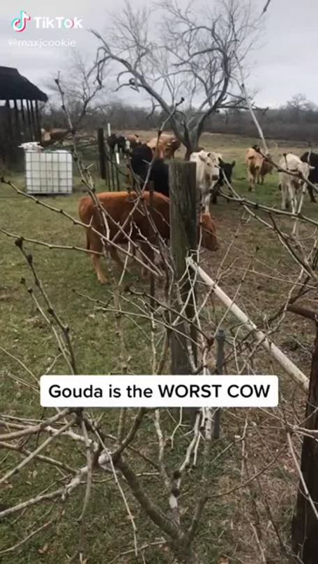 heartonthefloor:kickthecan-revolution:hornyish:GOD I WISH I COULD MATCH GOUDA’S ENERGY @heartonthefloor​Gouda is an excellent name for such a feisty friend 