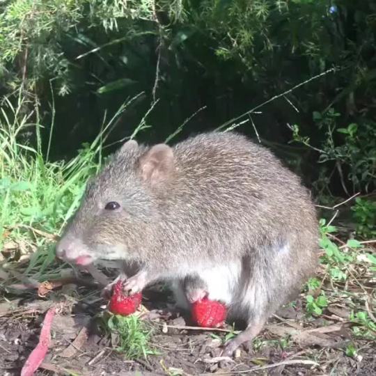 thingsfromthedirt:  A mother and baby potoroo spotted at South Australia’s Cleland Wildlife Park enjoying a little snack in the sunshine.   