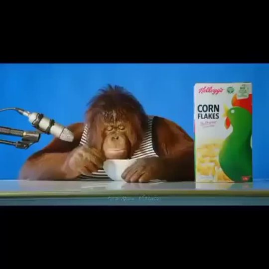 marimacha-tonto:salsa-dip:lesbian-toddhoward:orangutan asmri’m a very big fan of this videome when the edible hits