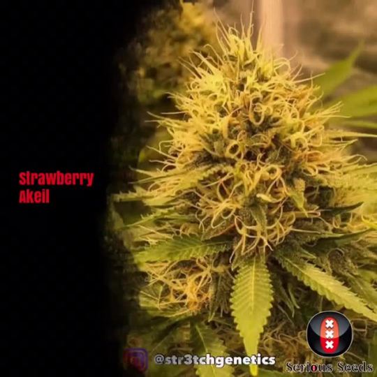 c strawberry bubble gum strain