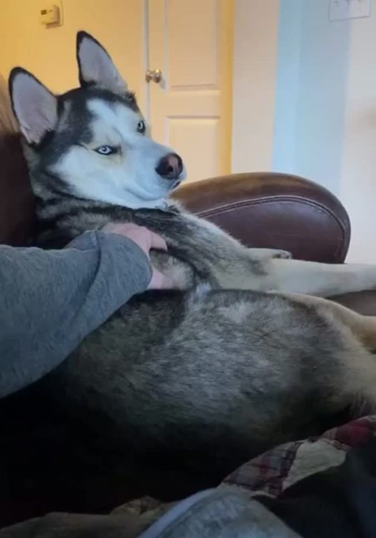 peony911:googleme420:Huskies have a great personality!  They are so funny! 😂😂🥰🥰😂😂
