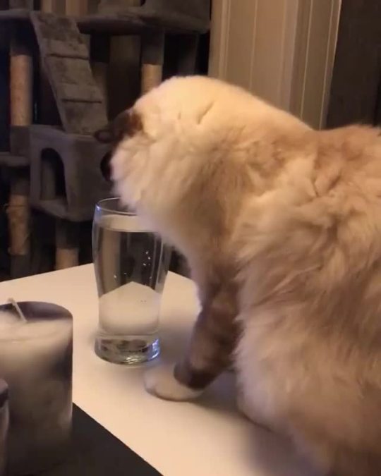 “I want to touch it but I don’t want to get my paws wet!” (via silkeskybanditten)