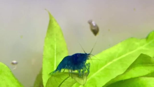 tricktster:me:  Whatcha up to, little guy?my shrimp:  touchin stuff!me: Oh yeah?