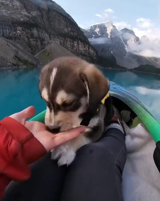 Puppy explores the world.