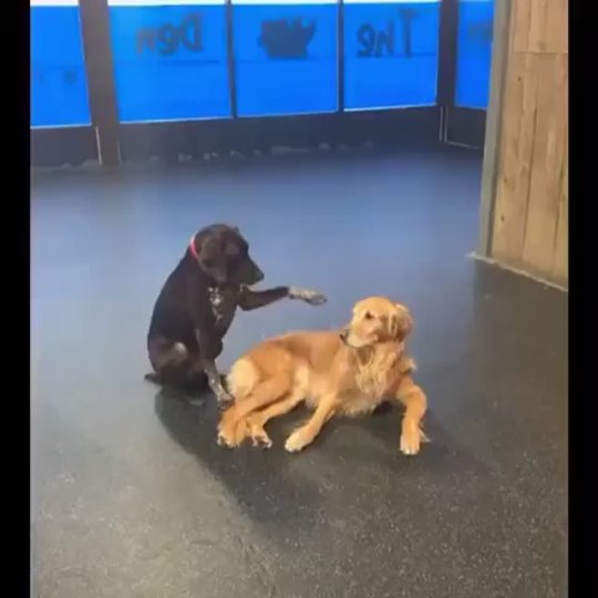 Dog likes to pet other dogs at doggy daycare. (via rhockey98)