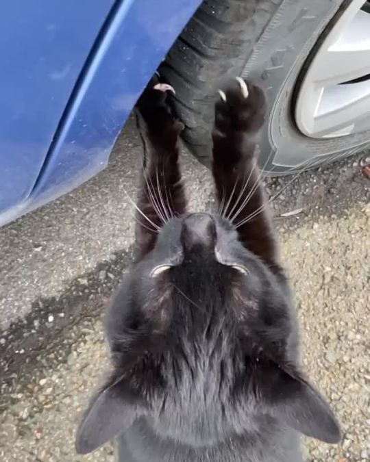“I’m getting tired of you, human” (via horst_the_hero)