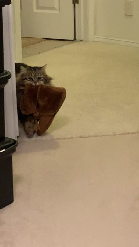 “My mom adopted a cat that brings her slippers to her every morning. I didn’t believe her until she got it on camera finally” ...