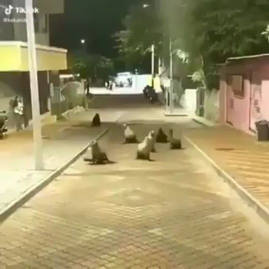 Sabias QUE? La cuarentena de los humanos ha permitido que los animales nuevamente deambulen libremente.