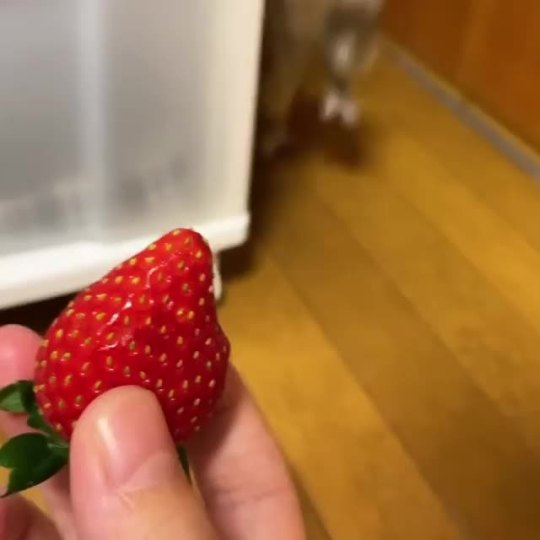 Bush baby investigates strawberry. (strawberries are safe for bush babies to eat and the person is certified to care for the...