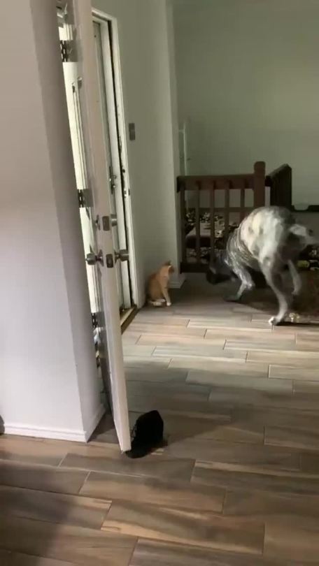 Brains over brawn. (watch till end)