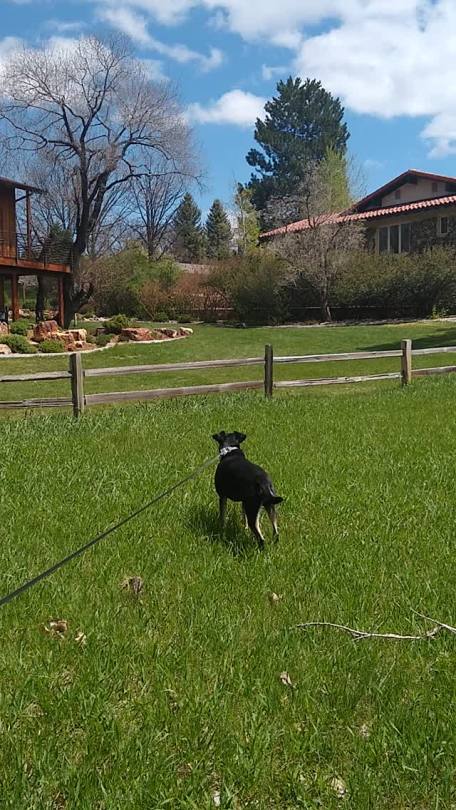 gallusrostromegalus:theodorepython:gallusrostromegalus:So one of my neighbors has a lawn Roomba or whatever they’re called, and this thing trundles around looking like a background robot in the background of the original trilogy, and ABSOLUTELY