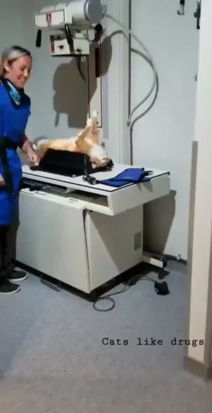 A cat high on drugs