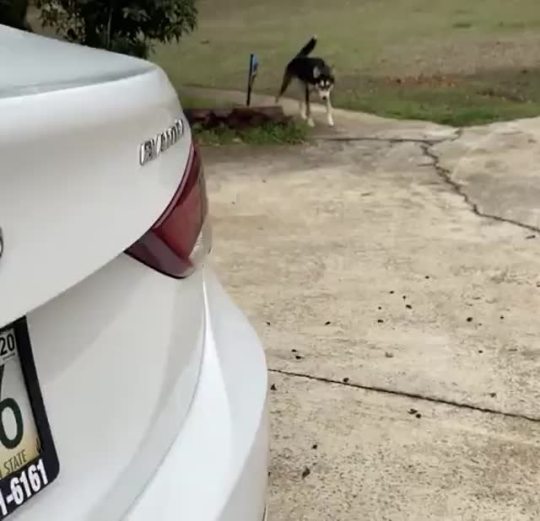 “My rescue pup has a helicopter tail!” (Source)
